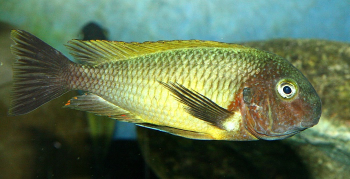 Tropheus moorii 'Musanga'